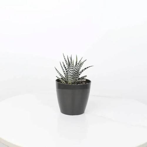 Haworthia pumila in a Plastic Pot