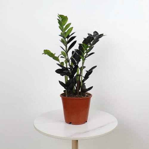 Zamioculcas Zamiifolia Raven