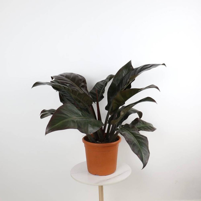 Philodendron erubescens Imperial Red