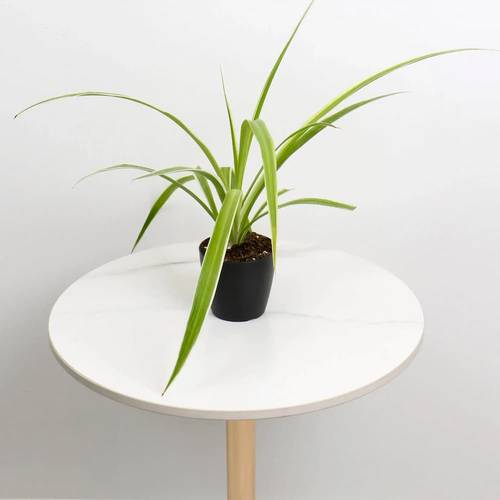 Spider Plant in Black Plastic Pot