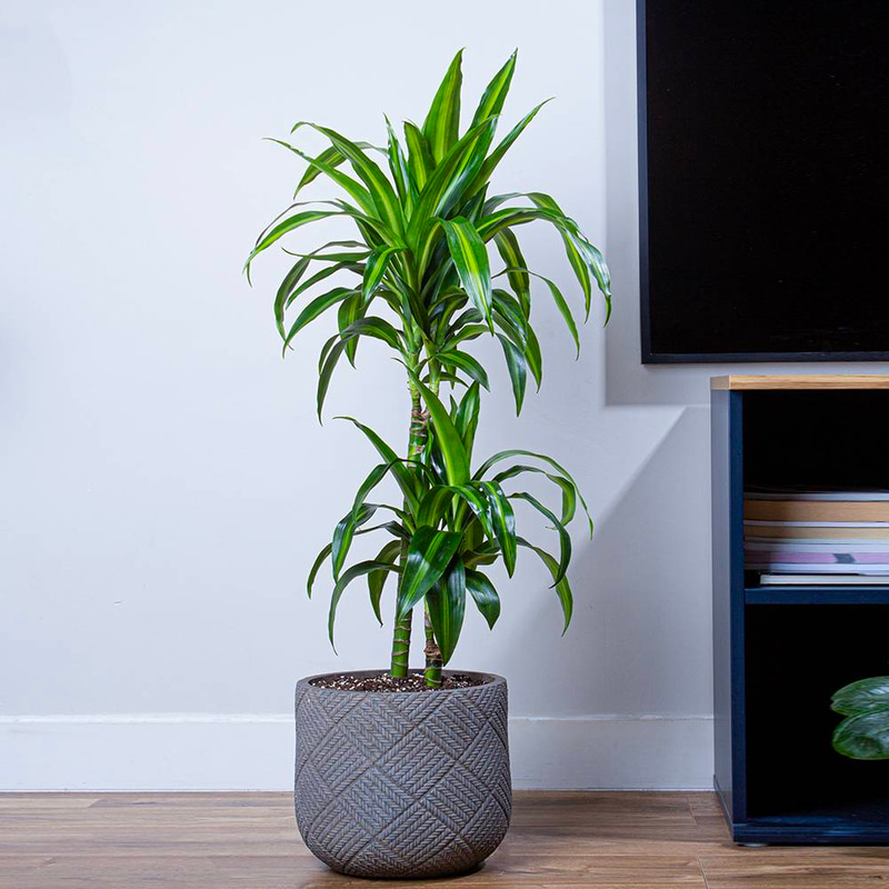 Hawaiian Sunshine Plant in a Fiber Pot