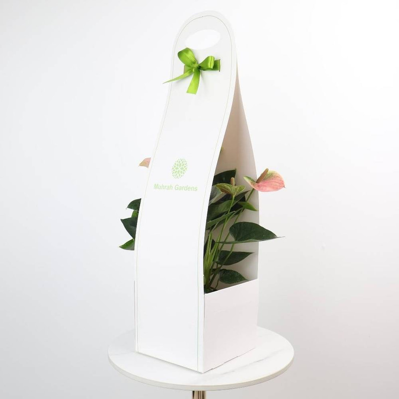 Holder for pink Anthurium Plant