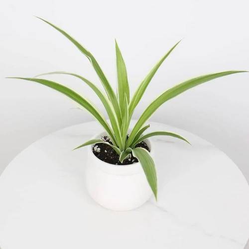 Spider Plant in White Ceramic Pot