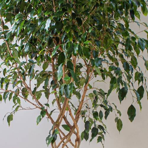 Ficus Benjamina Braided