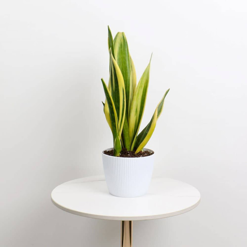 Sansevieria Laurentii in a Plastic Pot