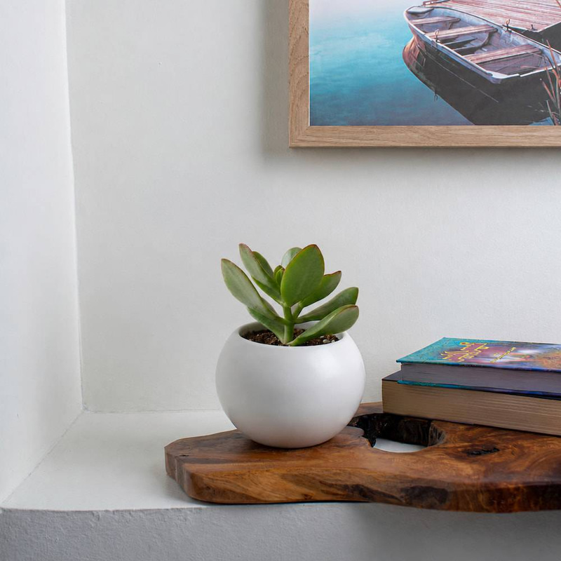 Crassula in a White Ceramic Pot