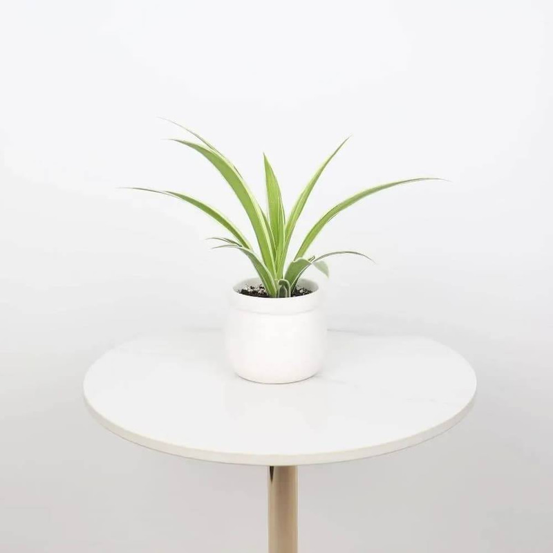 Spider Plant in White Ceramic Pot