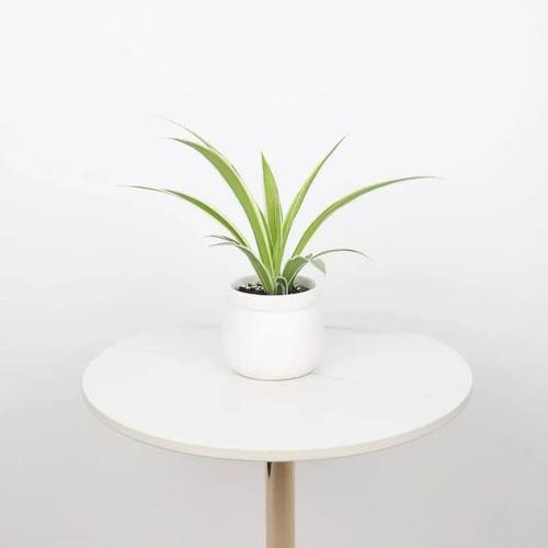 Spider Plant in White Ceramic Pot