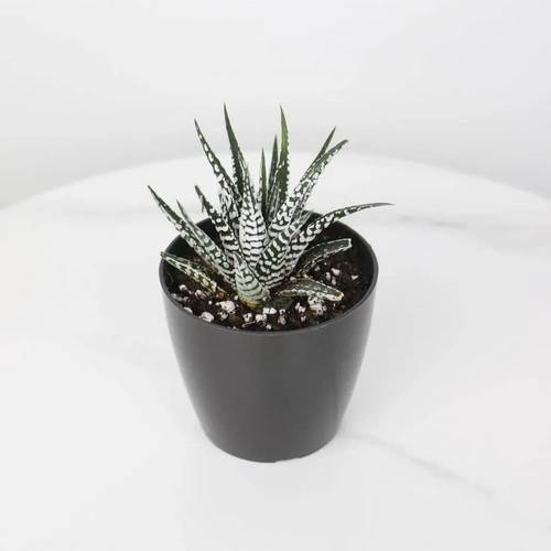 Haworthia pumila in a Plastic Pot