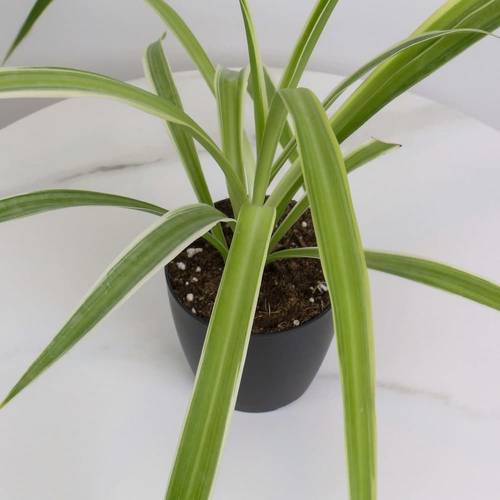 Spider Plant in Black Plastic Pot