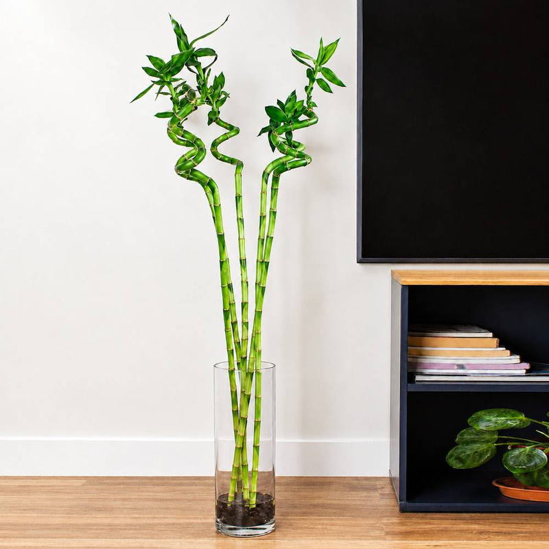 Bamboo Braided Plant in Glass Vase