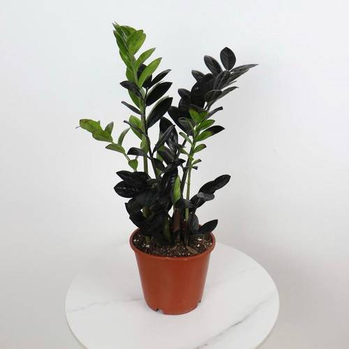 Zamioculcas Zamiifolia Raven