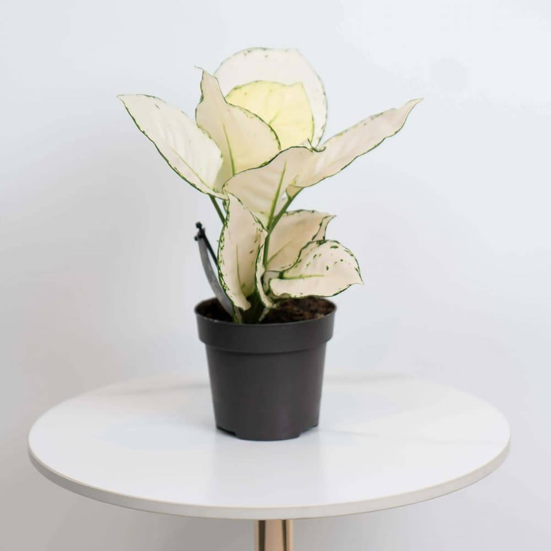White Aglaonema