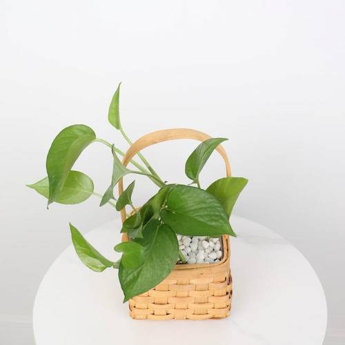 Pothos Basket