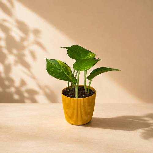 Pothos Plant Holder Gift with Yellow Plastic Pot