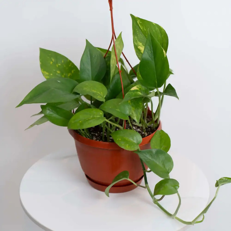 Hanging Pothos