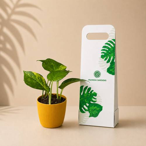 Pothos Plant Holder Gift with Yellow Plastic Pot