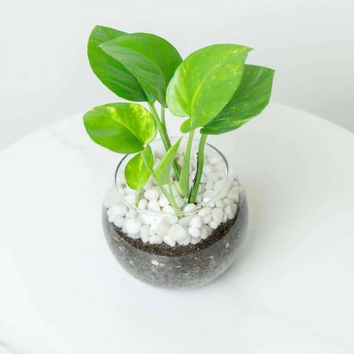 نبتة بوتس بأصيص زجاجي دائري