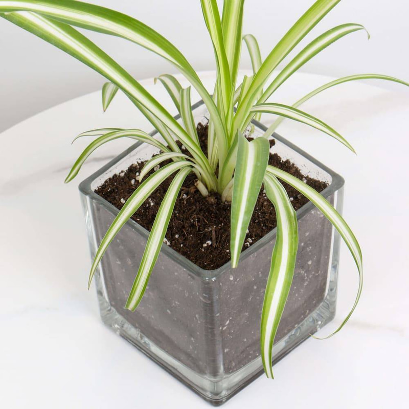 Spider Plant in a Square Glass Pot