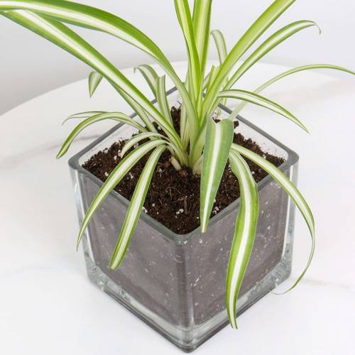 Spider Plant in a Square Glass Pot