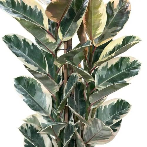 نبتة فيكس مطاط مبرقشة