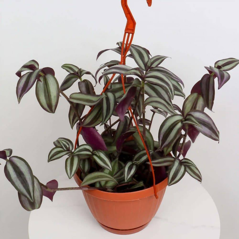 Tradescantia zebrina - Hanging - Medium