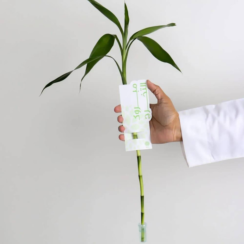 Bamboo plant with gift card