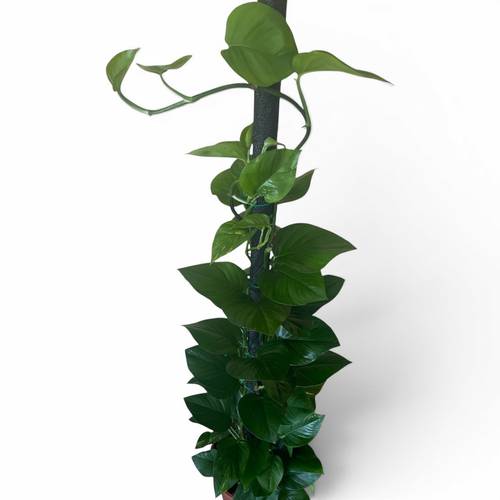 Climbing Pothos Plant