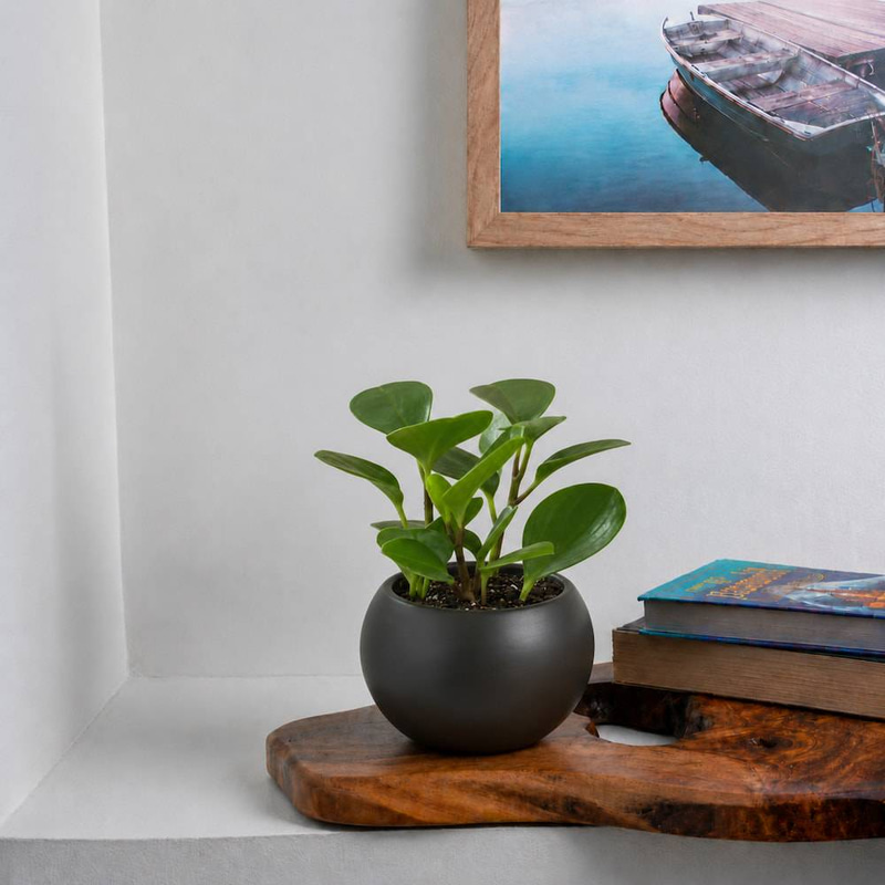 Peperomia in a Black Ceramic Pot