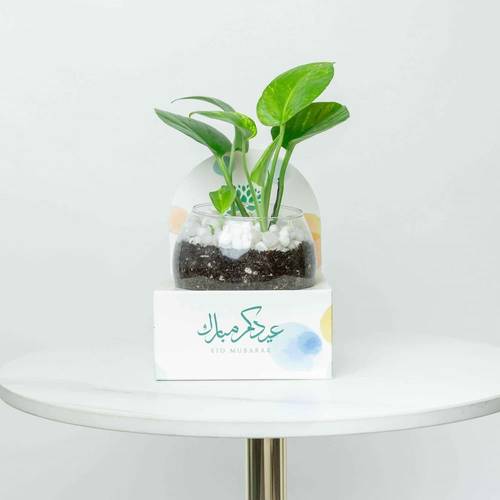 نبتة بوتس بأصيص زجاجي مع هولدر معايدة