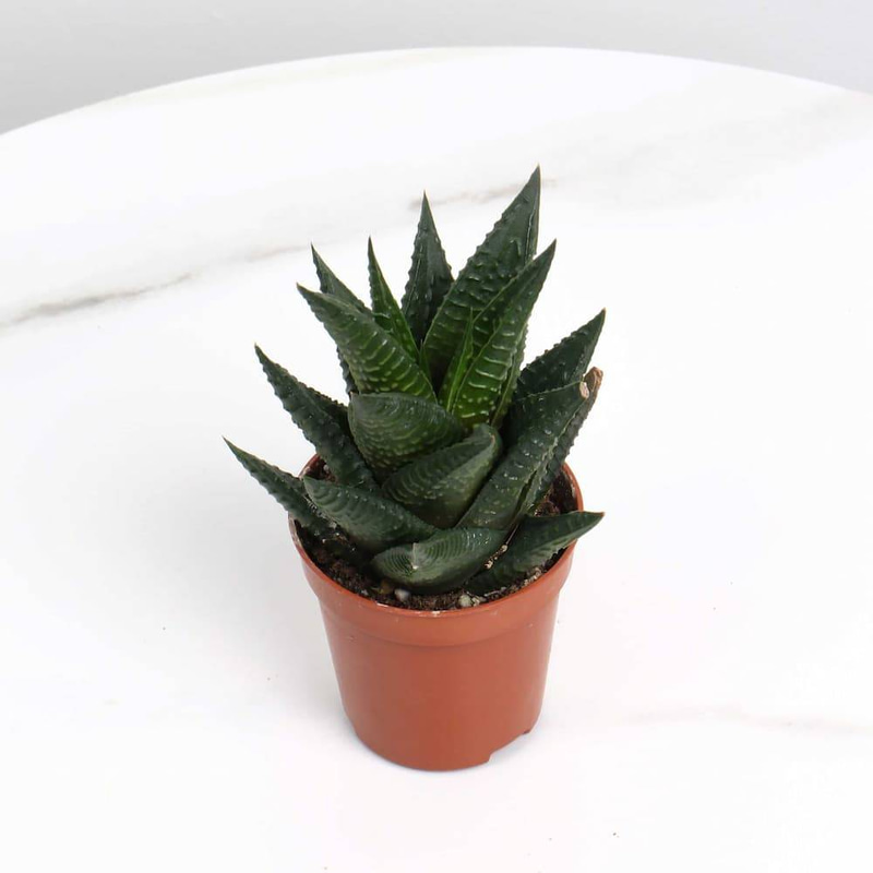 Haworthia Pumila Plant
