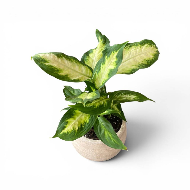 Dieffenbachia Camilla in Fiber Pot