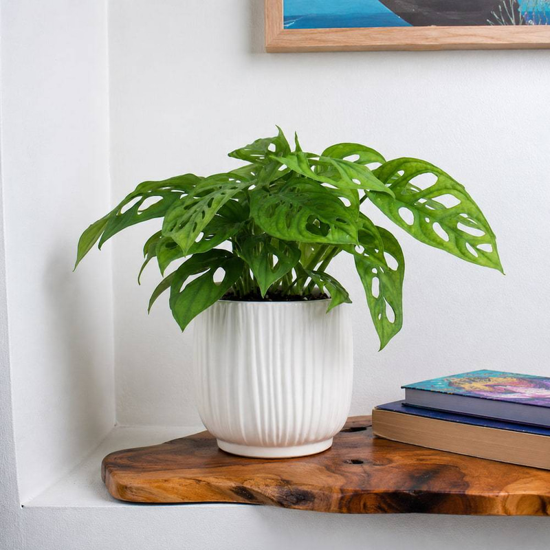Monstera Monkey Plant in a White Striped Fiber Pot