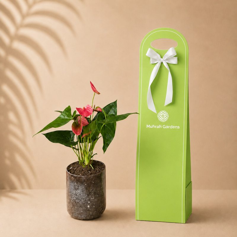 Pink Anthurium Plant Holder Gift with Glass Pot