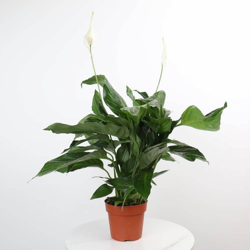 Holder for Peace Lily Plant