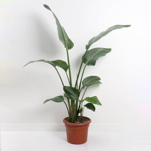 STRELITZIA REGINAE big Size