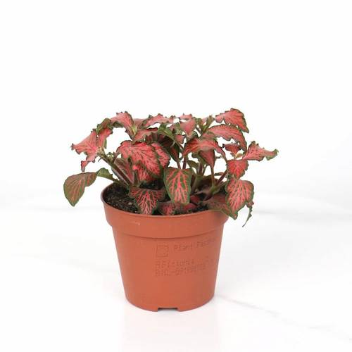 Mini Fittonia with Red Veins