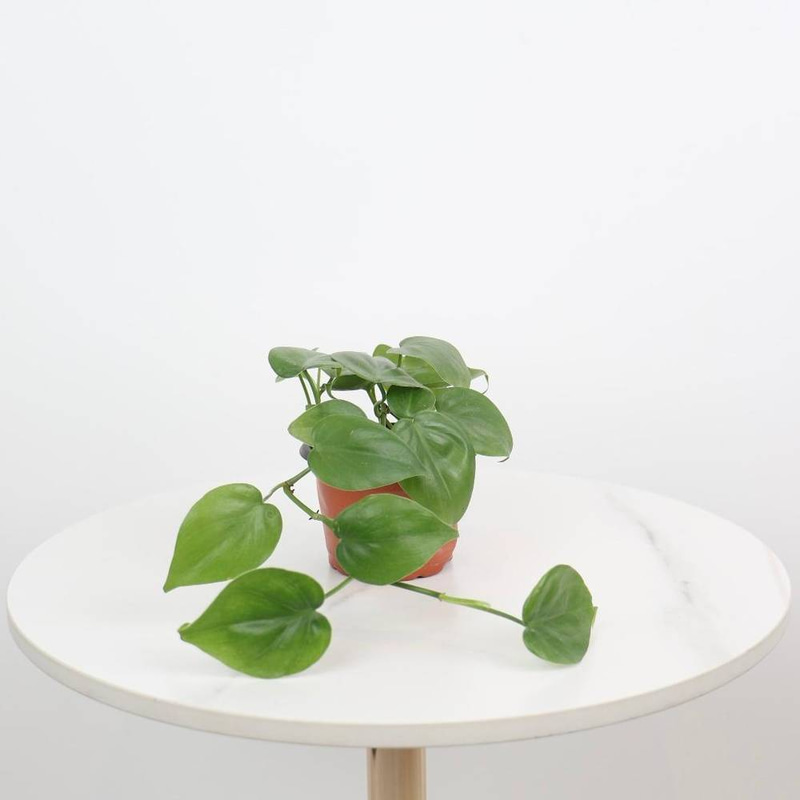 Philodendron Scandens