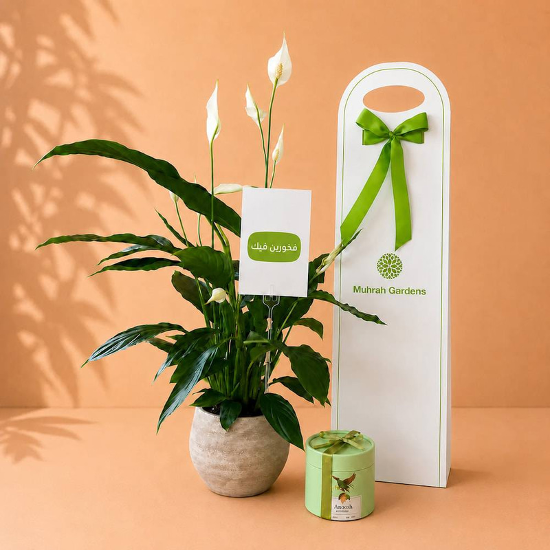 Proud of You Gift Peace Lily with Holder & Anoush Chocolate
