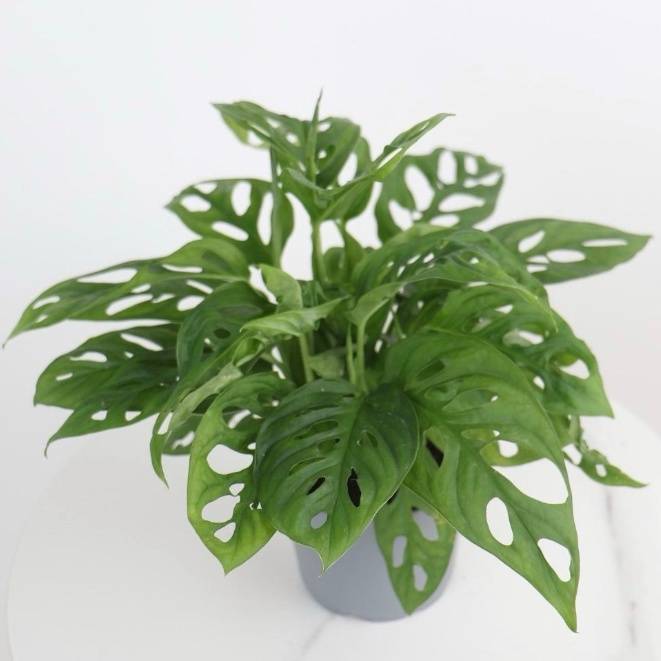 Monstera adansonii Monkey