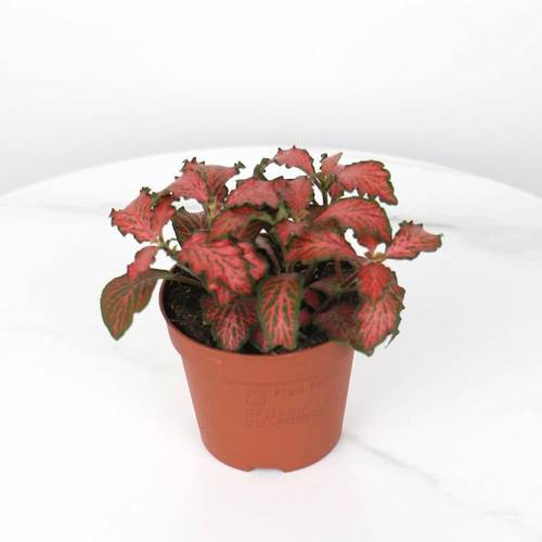 Mini Fittonia with Red Veins