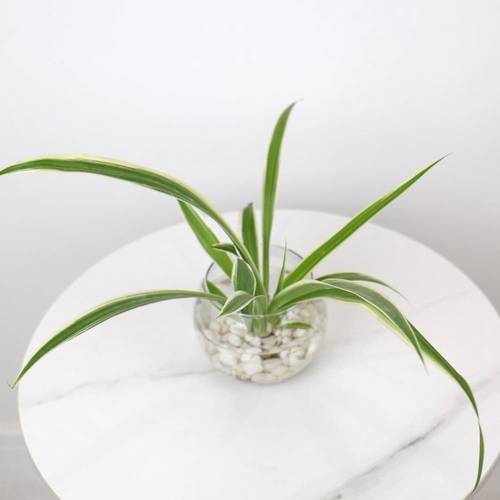 Water Spider Plant