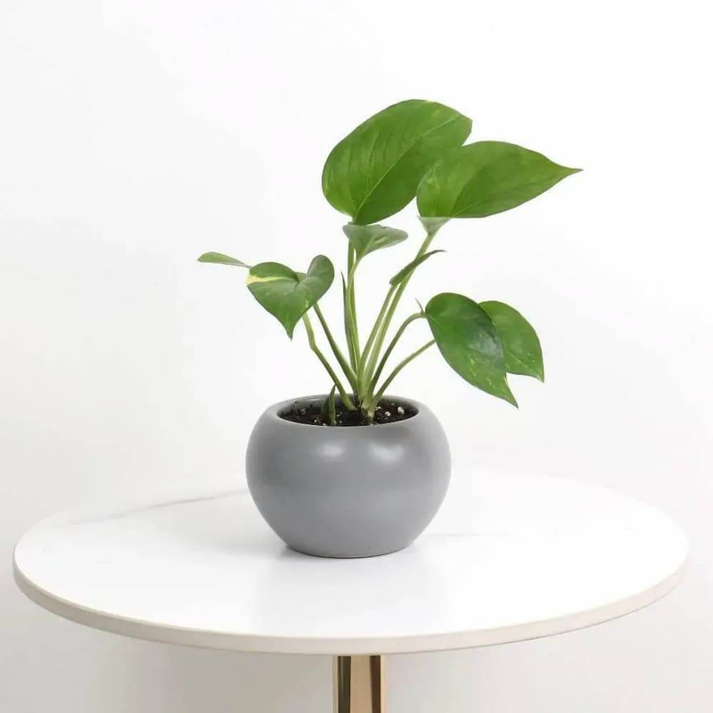 Pothos Plant in Gray Ceramic Pot