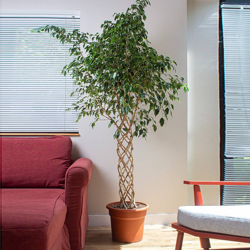 Ficus Benjamina Braided