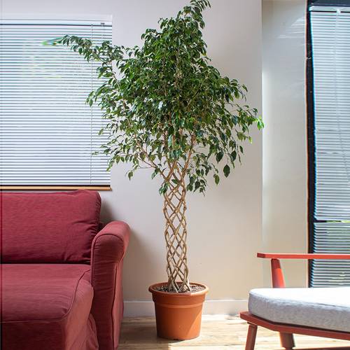 Ficus Benjamina Braided