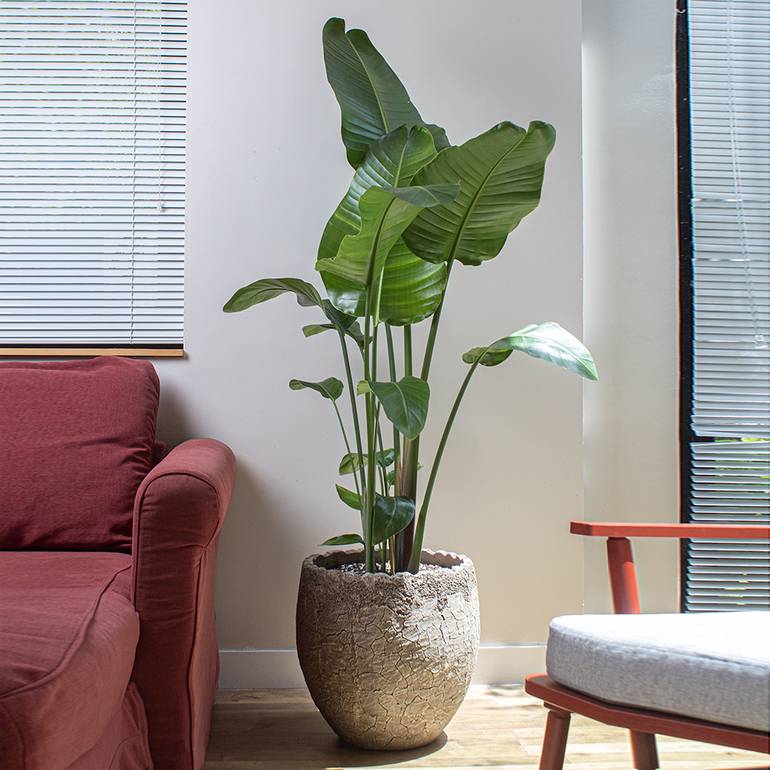 نبتة عصفور الجنة بحوض فايبر