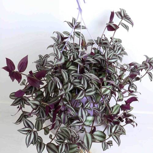 Tradescantia zebrina - Hanging-Large