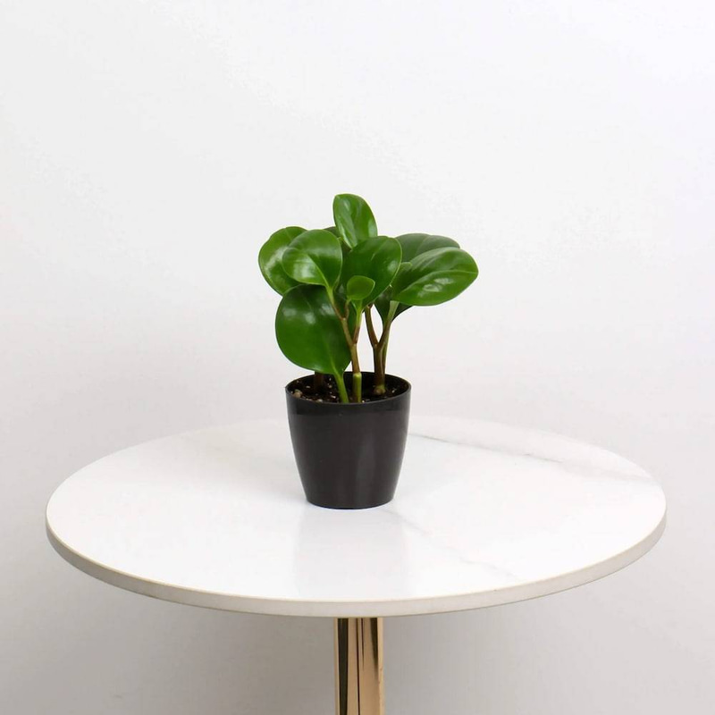 Peperomia in a Plastic Pot