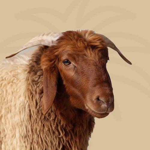 عرض نعيمي بلدي