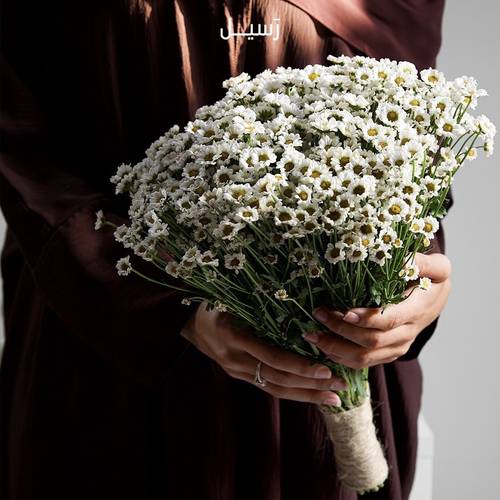مسكة ورد الأقحوان 